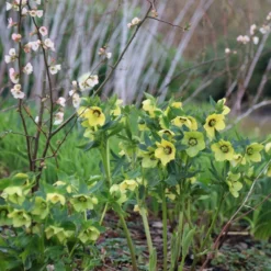 Helleborus × Hybridus Harvington Yellow With Dark Eye -Deals Green4Ever Store pl2000023660 card3 lg