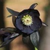 Helleborus × Hybridus Harvington Black