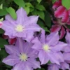 Clematis 'H. F. Young'