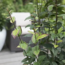 Parrotia Persica Persian Spire ('JLPN01') (PBR) -Deals Green4Ever Store pl2000023845 card3 lg