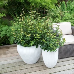 Parrotia Persica Persian Spire ('JLPN01') (PBR) -Deals Green4Ever Store pl2000023845 card4 lg