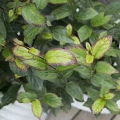 Parrotia Persica Persian Spire ('JLPN01') (PBR) -Deals Green4Ever Store pl2000023845 card7 lg