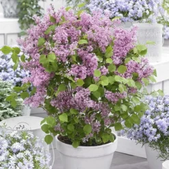 Syringa Meyeri Flowerfesta Pink ('Anny200817') (PBR) (Flowerfesta Series) -Deals Green4Ever Store pl2000023849 card3 lg
