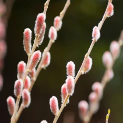 Salix Gracilistyla 'Mount Aso'