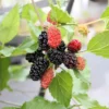 Dwarf Mulberry Mojo Berry ('Matsunaga') (PBR)