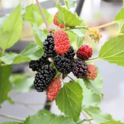 Dwarf Mulberry Mojo Berry ('Matsunaga') (PBR)