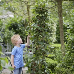 Dwarf Mulberry Mojo Berry ('Matsunaga') (PBR) -Deals Green4Ever Store pl2000023873 card3 lg