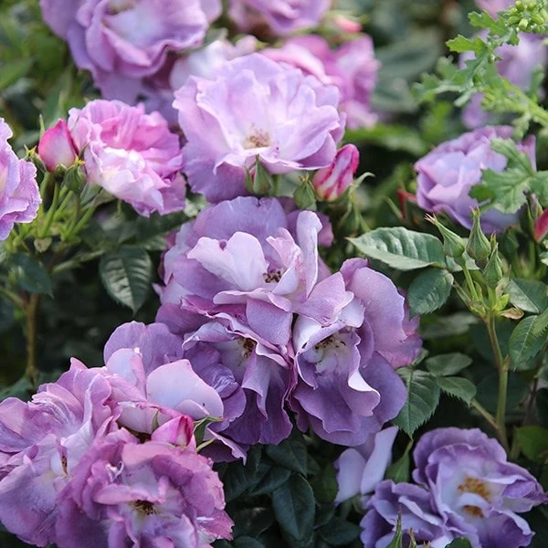 Rosa Blue For You ('Pejamblu') (PBR) 2 Rosa Blue For You ('Pejamblu') (PBR) - Image 2