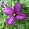 Clematis 'Valour'
