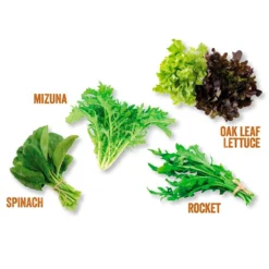 Kitchen Salad Garden Kit -Deals Green4Ever Store pl2000023931 card3 lg