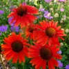 Echinacea 'Hot Lava' (PBR)