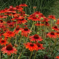 Echinacea 'Hot Lava' (PBR) -Deals Green4Ever Store pl2000024661 card2 lg