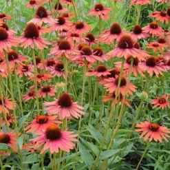 Echinacea 'Hot Lava' (PBR) -Deals Green4Ever Store pl2000024661 card3 lg