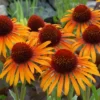 Echinacea 'Flame Thrower' (PBR)