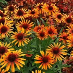 Echinacea 'Flame Thrower' (PBR) -Deals Green4Ever Store pl2000024662 card3 lg