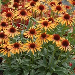 Echinacea 'Flame Thrower' (PBR) -Deals Green4Ever Store pl2000024662 card4 lg