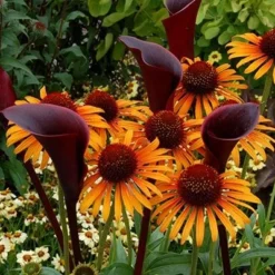 Echinacea 'Flame Thrower' (PBR) -Deals Green4Ever Store pl2000024662 card5 lg