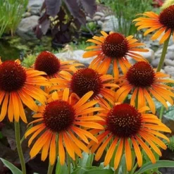 Echinacea 'Flame Thrower' (PBR) -Deals Green4Ever Store pl2000024662 card6 lg