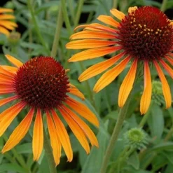 Echinacea 'Flame Thrower' (PBR) -Deals Green4Ever Store pl2000024662 card7 lg