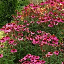 Echinacea 'Amazing Dream' (PBR) -Deals Green4Ever Store pl2000024665 card3 lg