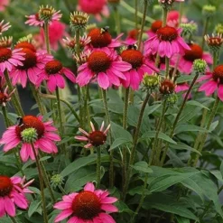 Echinacea 'Amazing Dream' (PBR) -Deals Green4Ever Store pl2000024665 card4 lg