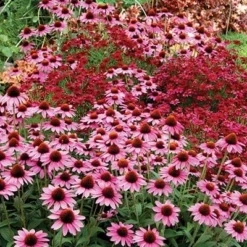 Echinacea 'Amazing Dream' (PBR) -Deals Green4Ever Store pl2000024665 card5 lg