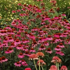 Echinacea 'Amazing Dream' (PBR) -Deals Green4Ever Store pl2000024665 card7 lg
