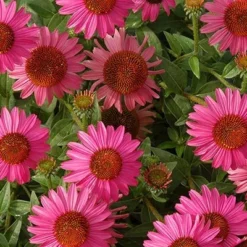 Echinacea 'Amazing Dream' (PBR) -Deals Green4Ever Store pl2000024665 card8 lg