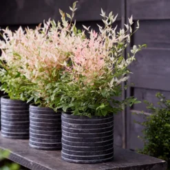 Nandina Domestica 'Twilight' (PBR) -Deals Green4Ever Store pl2000024683 card3 lg