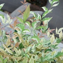 Nandina Domestica 'Twilight' (PBR) -Deals Green4Ever Store pl2000024683 card4 lg