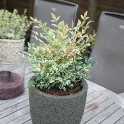 Nandina Domestica 'Twilight' (PBR) -Deals Green4Ever Store pl2000024683 card5 lg