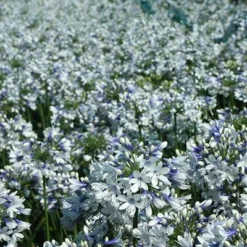 Agapanthus Twister ('Ambic001') (PBR) -Deals Green4Ever Store pl2000024684 card10 lg