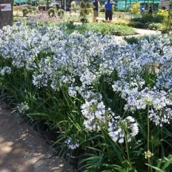 Agapanthus Twister ('Ambic001') (PBR) -Deals Green4Ever Store pl2000024684 card3 lg