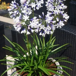 Agapanthus Twister ('Ambic001') (PBR) -Deals Green4Ever Store pl2000024684 card4 lg