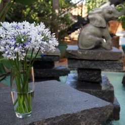 Agapanthus Twister ('Ambic001') (PBR) -Deals Green4Ever Store pl2000024684 card5 lg