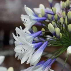 Agapanthus Twister ('Ambic001') (PBR) -Deals Green4Ever Store pl2000024684 card6 lg