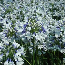 Agapanthus Twister ('Ambic001') (PBR) -Deals Green4Ever Store pl2000024684 card7 lg