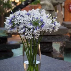 Agapanthus Twister ('Ambic001') (PBR) -Deals Green4Ever Store pl2000024684 card8 lg