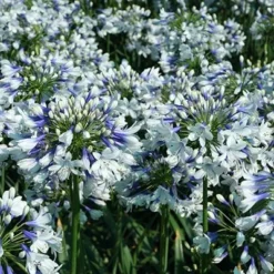 Agapanthus Twister ('Ambic001') (PBR) -Deals Green4Ever Store pl2000024684 card9 lg