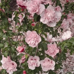 Hibiscus Syriacus Pink Chiffon ('Jwnwood4') (PBR) (Chiffon Series) -Deals Green4Ever Store pl2000024736 card4 lg