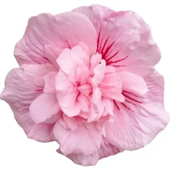 Hibiscus Syriacus Pink Chiffon ('Jwnwood4') (PBR) (Chiffon Series) -Deals Green4Ever Store pl2000024736 card5 lg