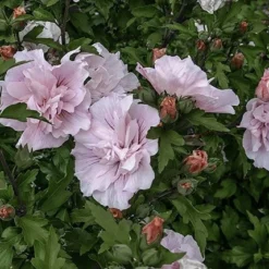 Hibiscus Syriacus Pink Chiffon ('Jwnwood4') (PBR) (Chiffon Series) -Deals Green4Ever Store pl2000024736 card6 lg