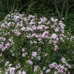 Hibiscus Syriacus Pink Chiffon ('Jwnwood4') (PBR) (Chiffon Series) -Deals Green4Ever Store pl2000024736 card7 lg