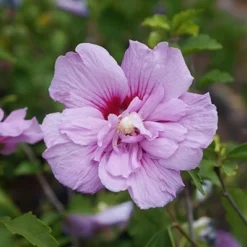 Hibiscus Syriacus Lavender Chiffon ('Notwoodone') (PBR) (Chiffon Series) -Deals Green4Ever Store pl2000024738 card4 lg