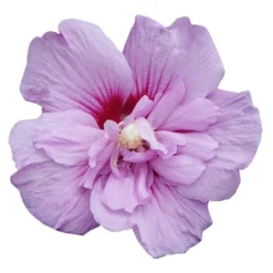 Hibiscus Syriacus Lavender Chiffon ('Notwoodone') (PBR) (Chiffon Series) -Deals Green4Ever Store pl2000024738 card5 lg