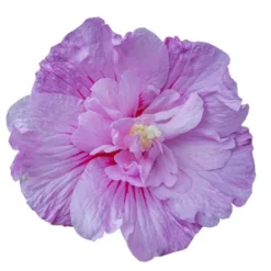 Hibiscus Syriacus Lavender Chiffon ('Notwoodone') (PBR) (Chiffon Series) -Deals Green4Ever Store pl2000024738 card6 lg