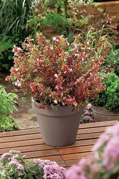 Abelia × Grandiflora Sunshine Daydream ('Abelops') (PBR) 2 Abelia × Grandiflora Sunshine Daydream ('Abelops') (PBR) - Image 2