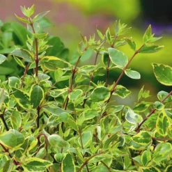 Abelia × Grandiflora Sunshine Daydream ('Abelops') (PBR) 7 Abelia × Grandiflora Sunshine Daydream ('Abelops') (PBR) -Deals Green4Ever Store pl2000024744 card3 lg