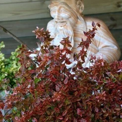 Abelia × Grandiflora Sunshine Daydream ('Abelops') (PBR) 9 Abelia × Grandiflora Sunshine Daydream ('Abelops') (PBR) -Deals Green4Ever Store pl2000024744 card5 lg