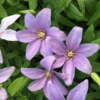Clematis 'Sugar Sweet' (PBR)